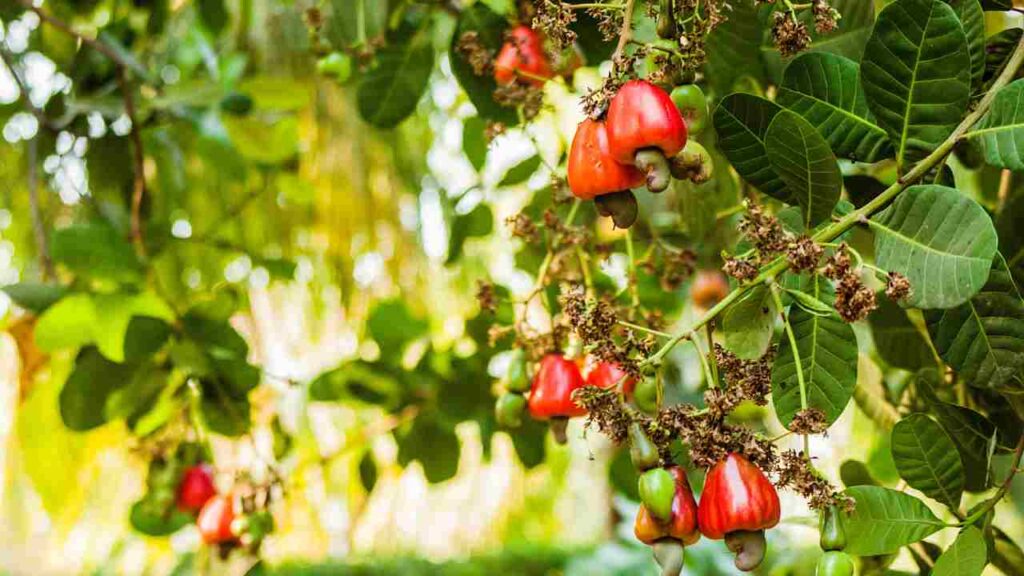 Frutos do Cajueiro de Humberto de Campos