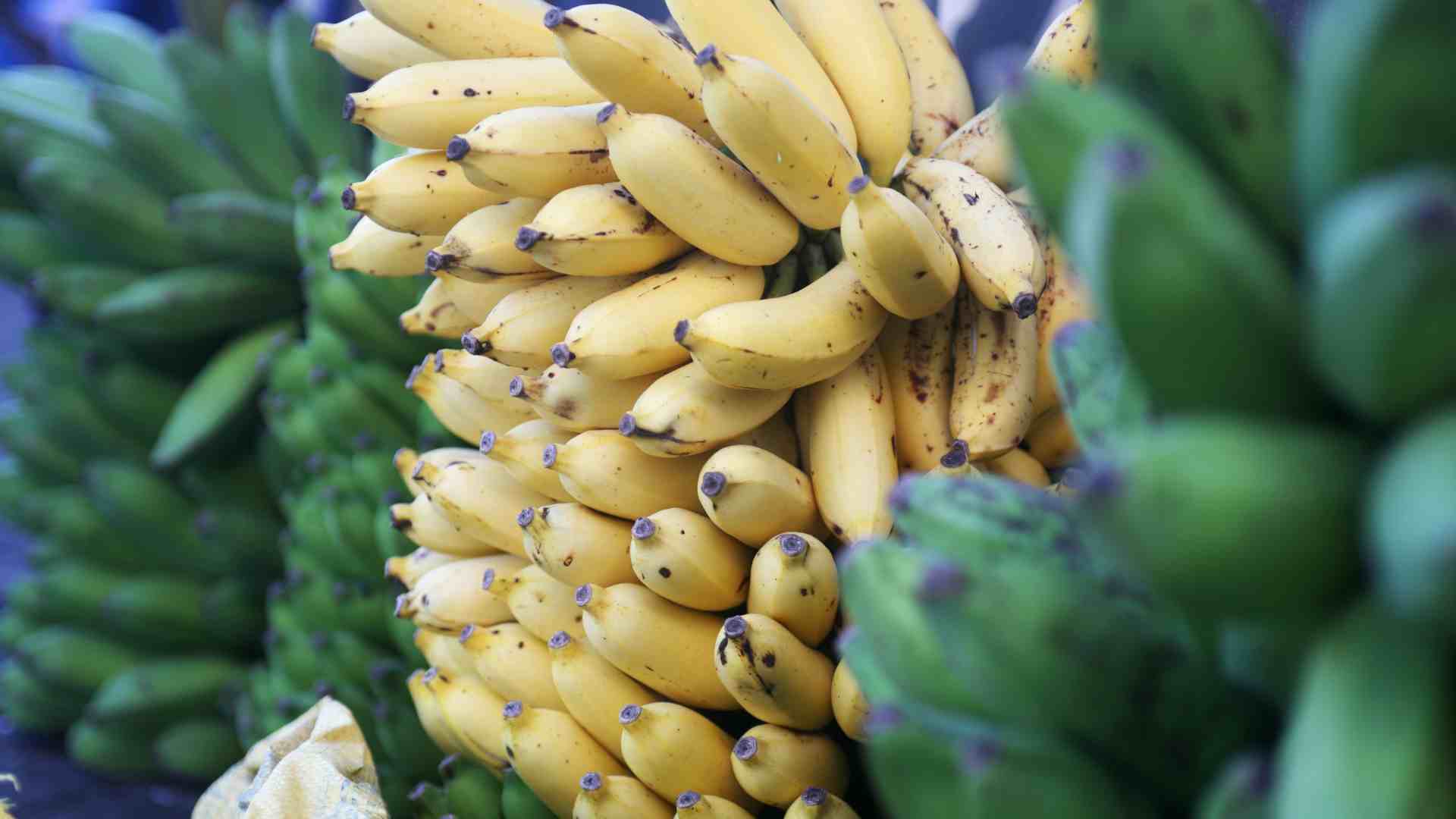 Cacho de Banana de Ouro, doado de Presente a D. Pedro