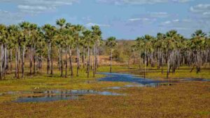 A Carnaúba: O Ouro Verde do Piauí na déc. de 40