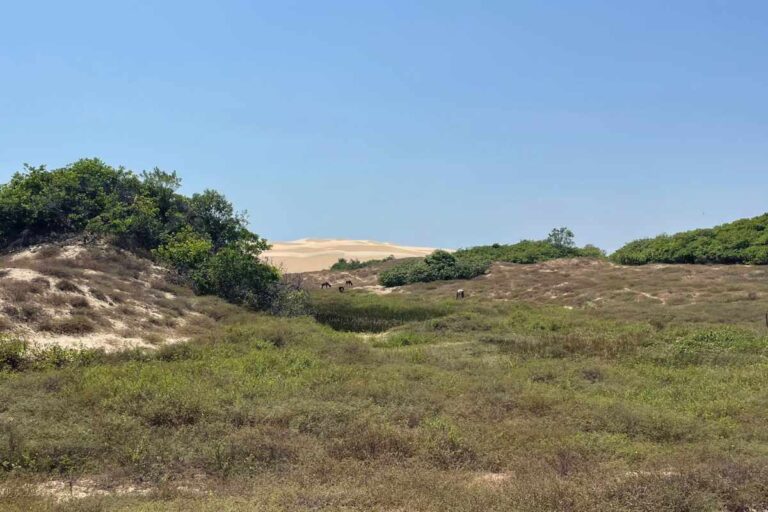 ConheÇa A HistÓria Da Ilha Grande De Santa Isabel E ParnaÍba Conheca Parnaiba 5997